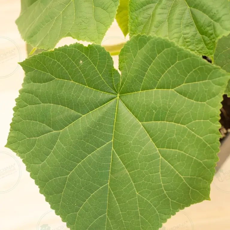 Paulownia Proxy2® – Pot 3.6 L