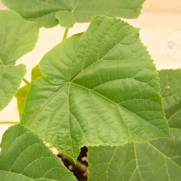 Paulownia Proxy2® – Pot 3.6 L