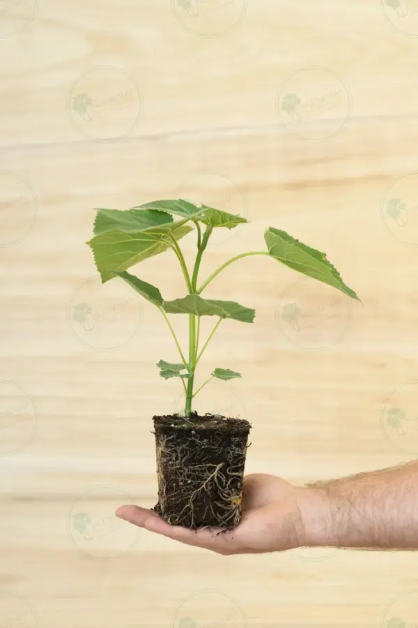 Paulownia Proxy2® – Stump in pot 600 ml