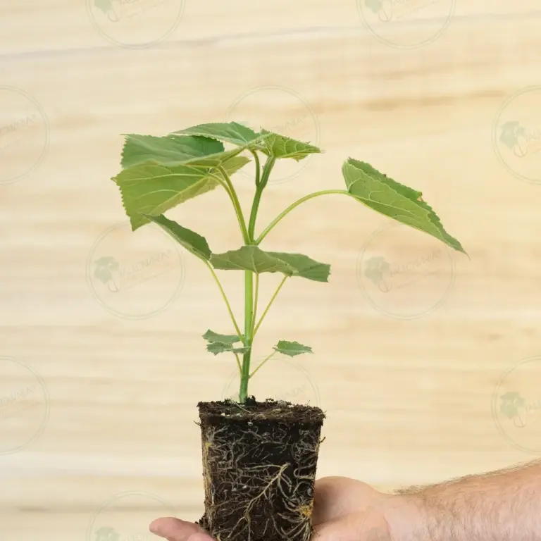 Paulownia Proxy2® – Stump in pot 600 ml