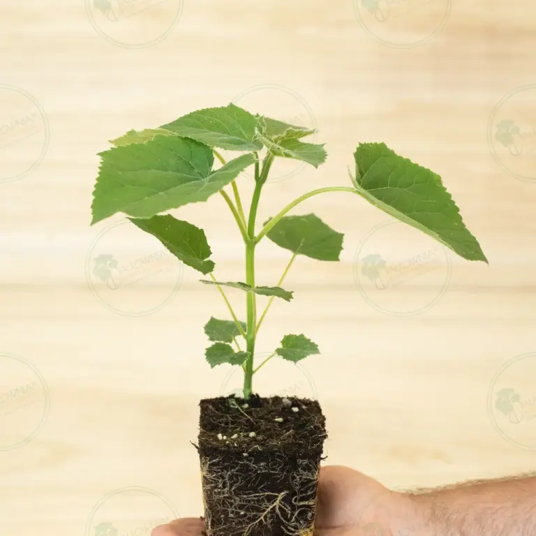 Paulownia Proxy2® – Stump in pot 600 ml