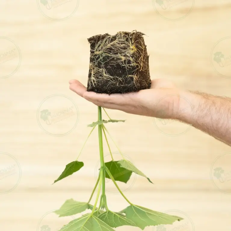 Paulownia Proxy2® – Stump in pot 600 ml