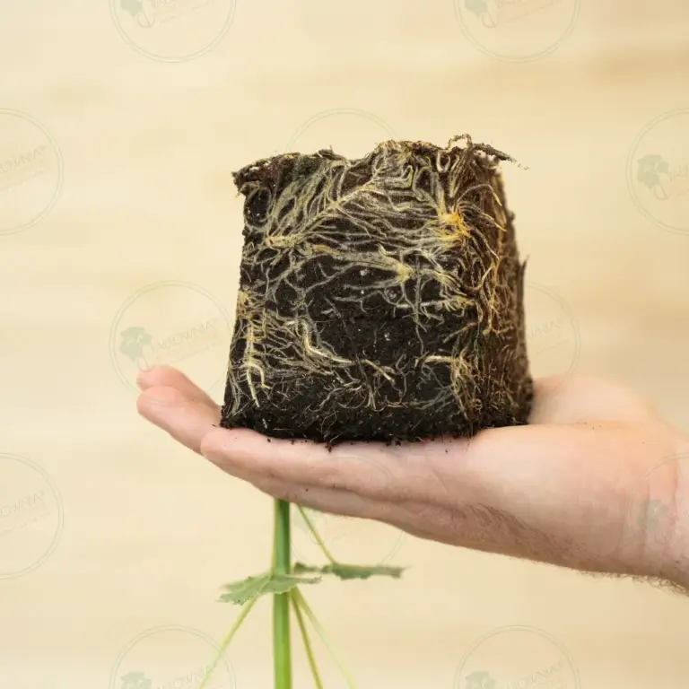 Paulownia Proxy2® – Stump in pot 600 ml