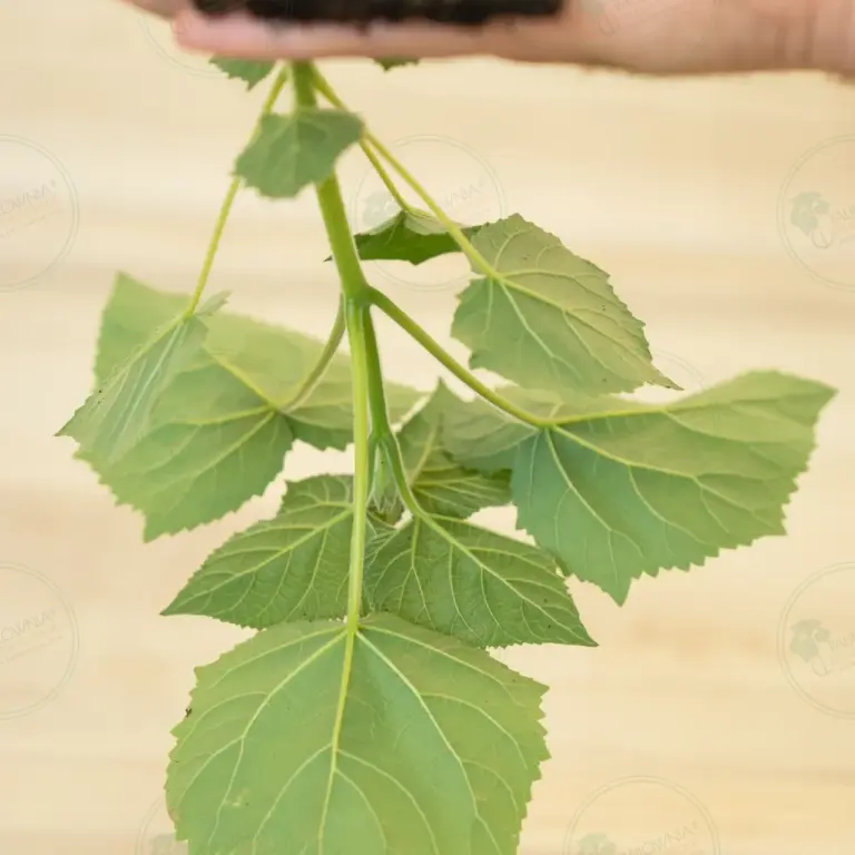 Paulownia Proxy2® – Stump in pot 600 ml