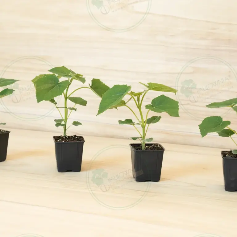 Paulownia Proxy2® – Pot 600 ml