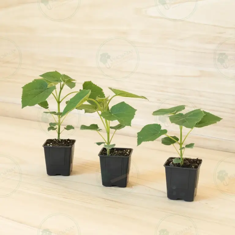 Paulownia Proxy2® – Pot 600 ml