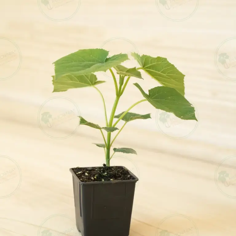 Paulownia Proxy2® – Pot 600 ml