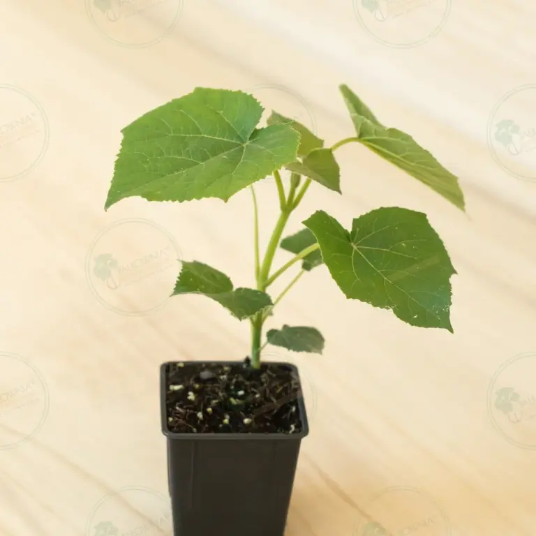 Paulownia Proxy2® – Pot 600 ml