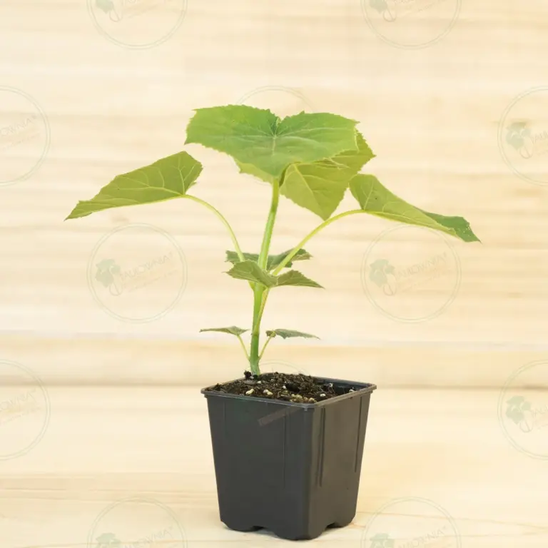 Paulownia Proxy2® – Pot 600 ml