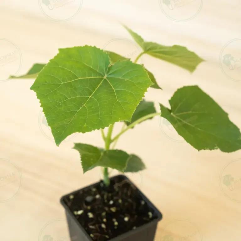 Paulownia Proxy2® – Pot 600 ml
