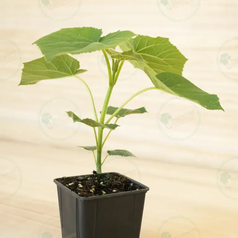 Paulownia Proxy2® – Pot 600 ml
