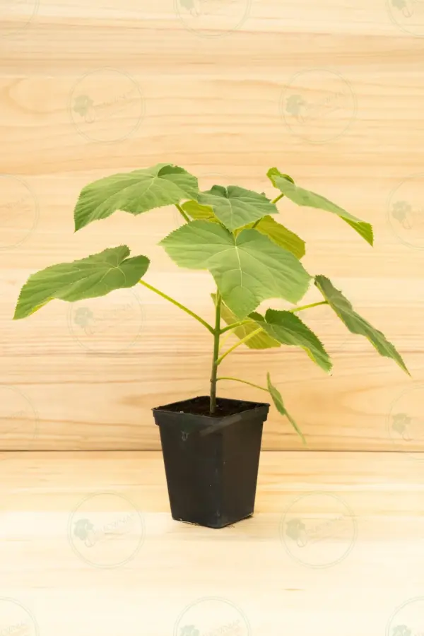 Paulownia Tomentosa – Pot 3.6 L