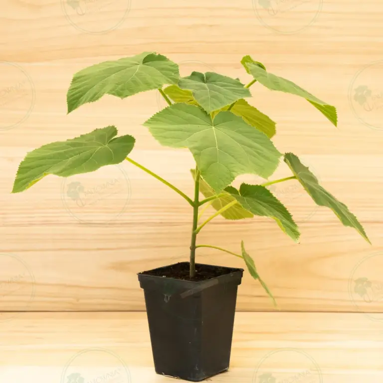 Paulownia Tomentosa – Pot 3.6 L