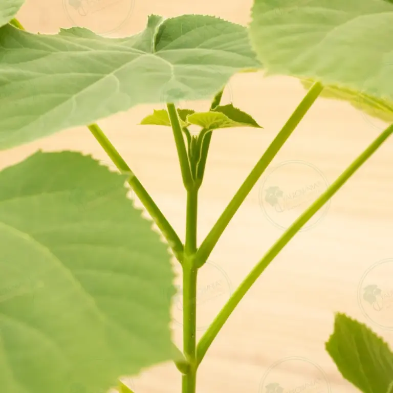 Paulownia Tomentosa – Pot 3.6 L
