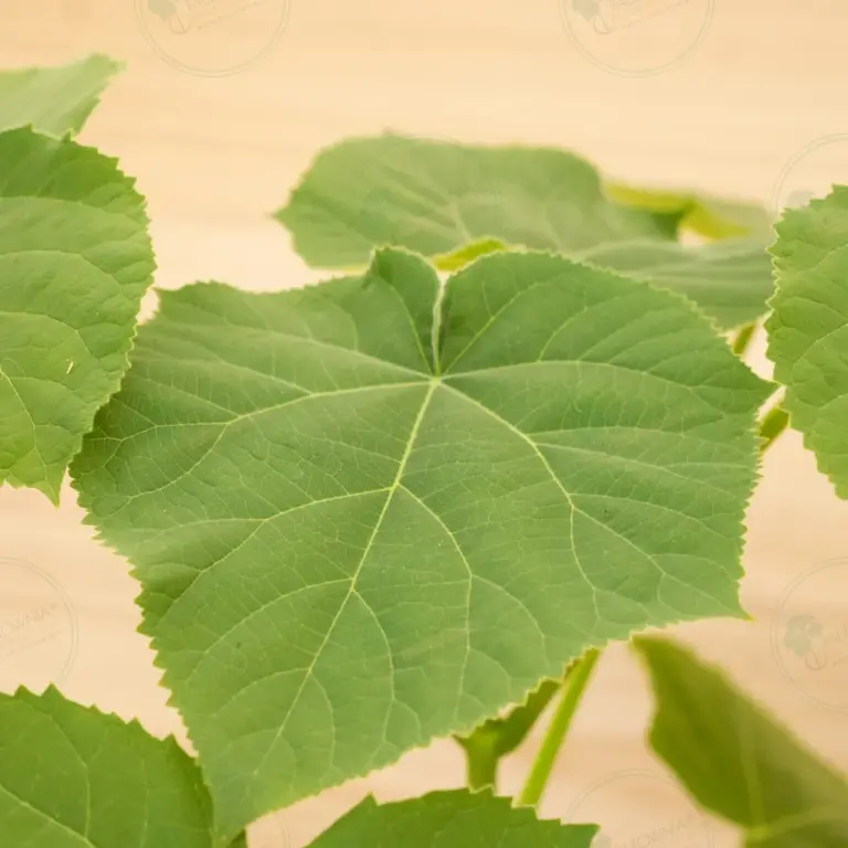 Paulownia Tomentosa – Pot 3.6 L
