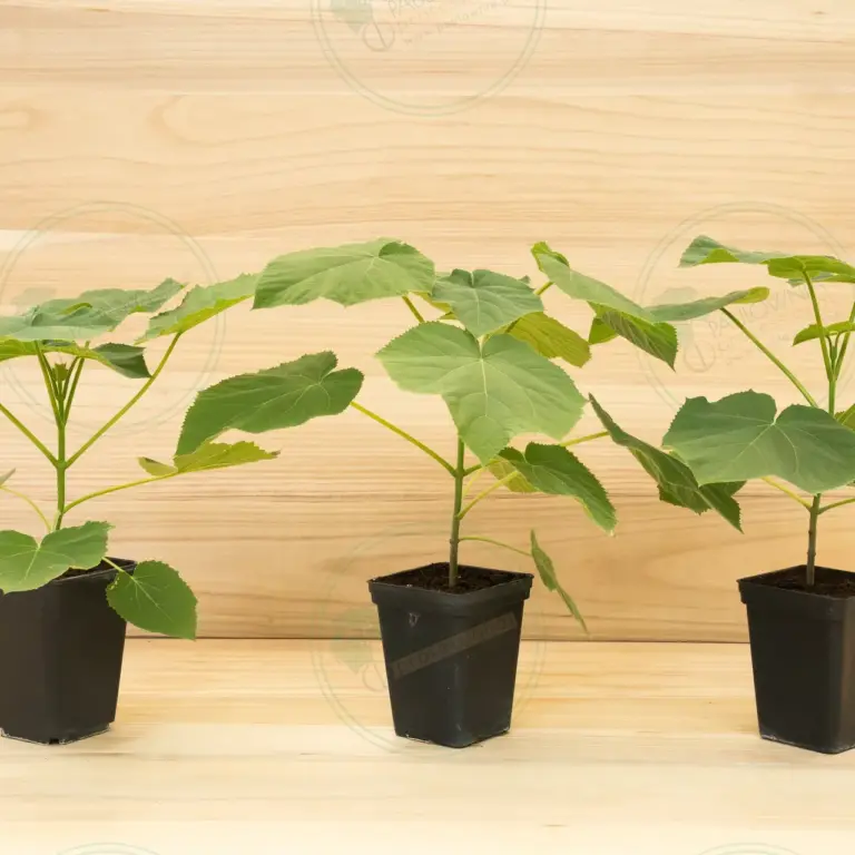 Paulownia Tomentosa – Pot 3.6 L