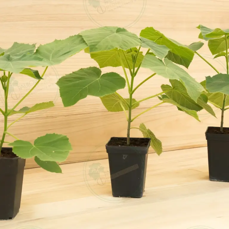 Paulownia Tomentosa – Pot 3.6 L