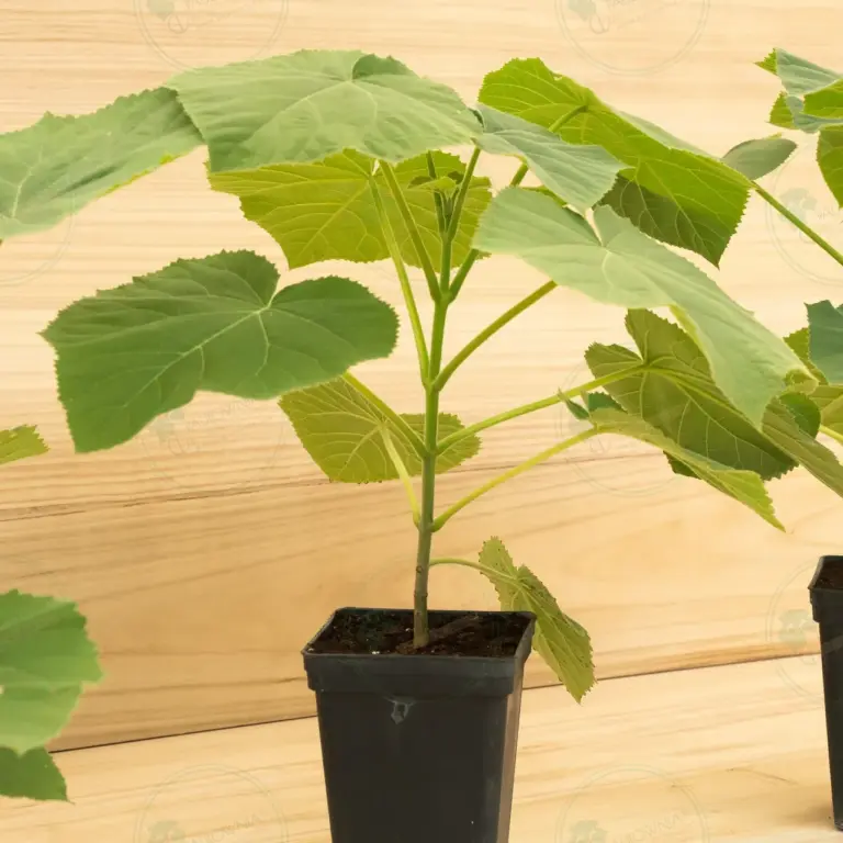 Paulownia Tomentosa – Pot 3.6 L