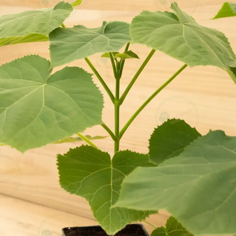 Paulownia Tomentosa – Pot 3.6 L