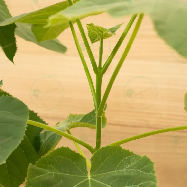 Paulownia Tomentosa – Pot 3.6 L