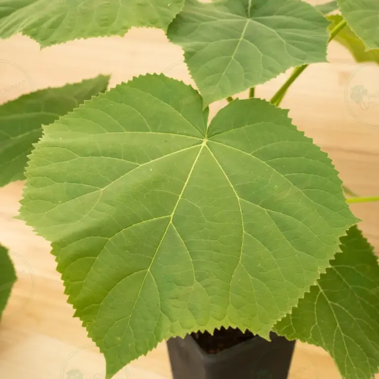 Paulownia Tomentosa – Pot 3.6 L