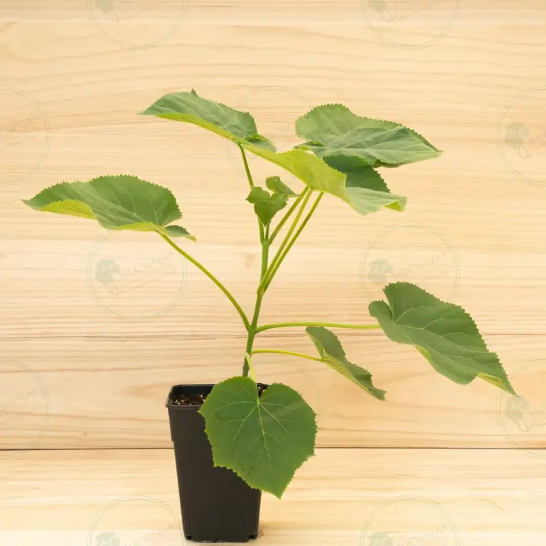 Paulownia Tomentosa – Pot 3.6 L