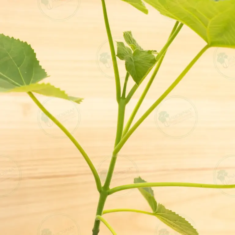 Paulownia Tomentosa – Pot 3.6 L
