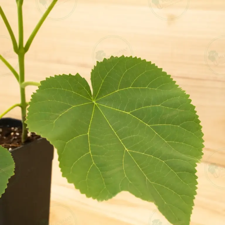 Paulownia Tomentosa – Pot 3.6 L