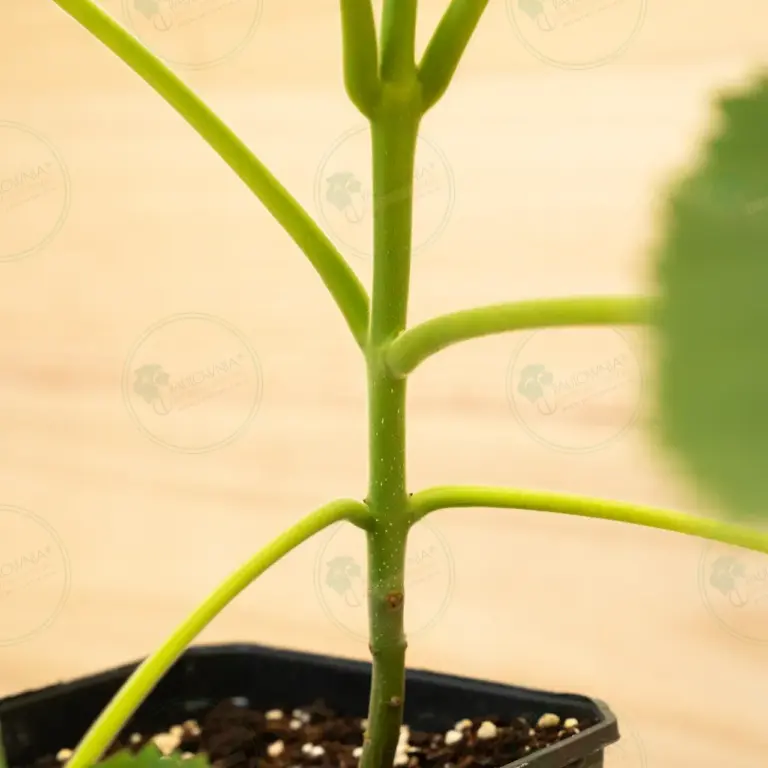 Paulownia Tomentosa – Pot 3.6 L