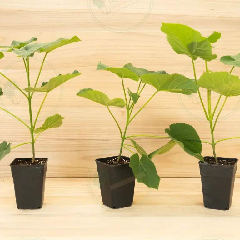 Paulownia Tomentosa – Pot 3.6 L