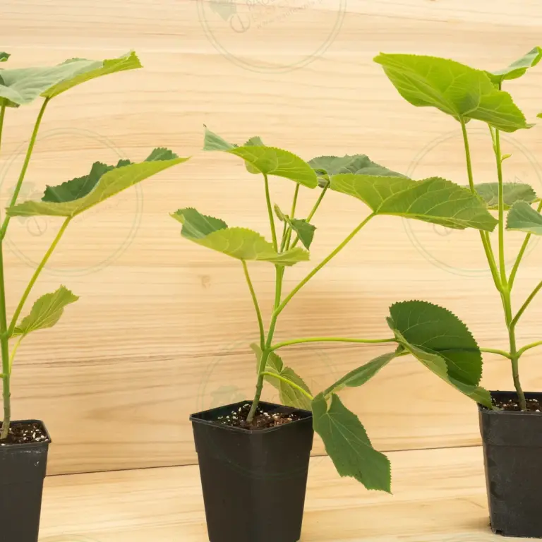 Paulownia Tomentosa – Pot 3.6 L