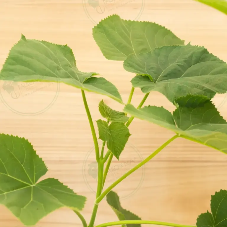 Paulownia Tomentosa – Pot 3.6 L