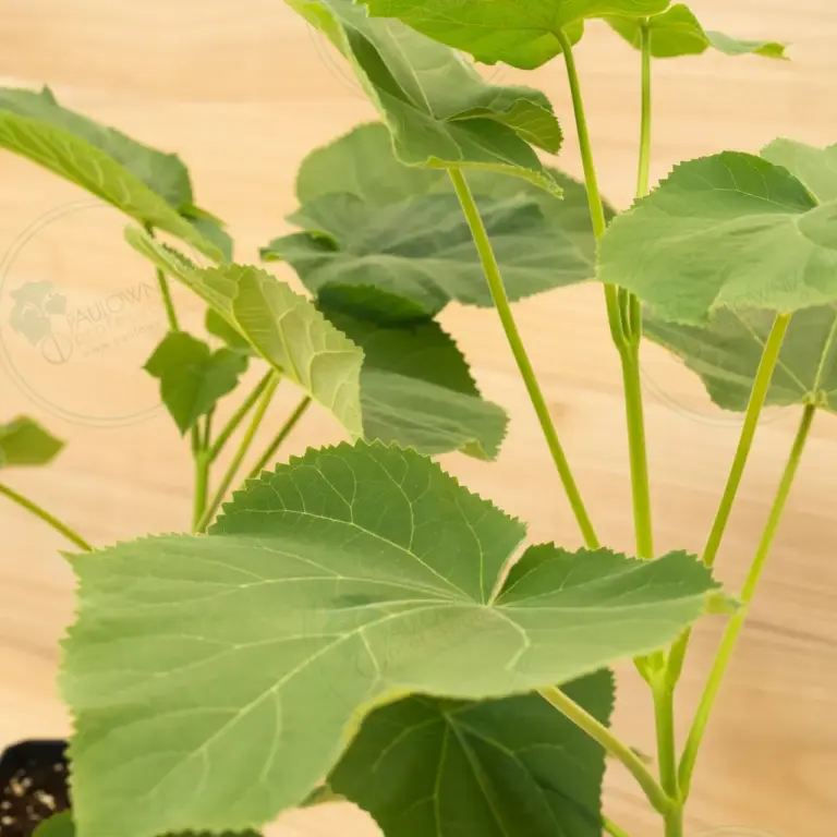 Paulownia Tomentosa – Pot 3.6 L