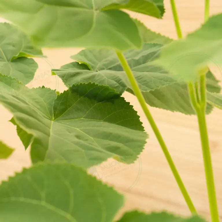 Paulownia Tomentosa – Pot 3.6 L