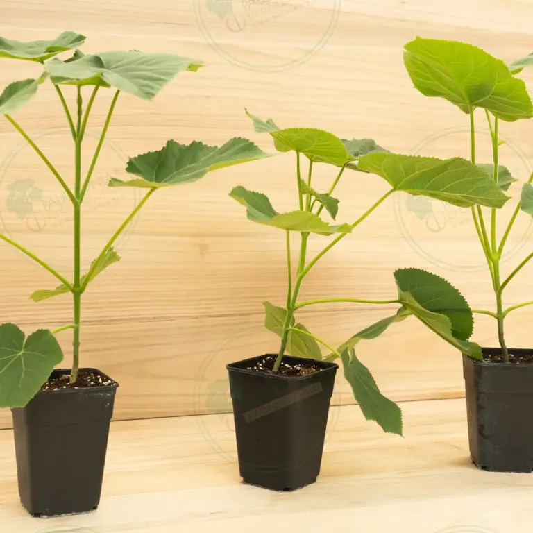 Paulownia Tomentosa – Pot 3.6 L