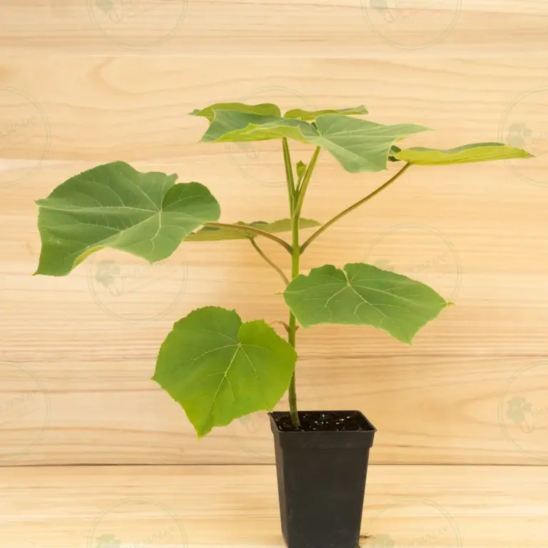Paulownia Tomentosa – Pot 3.6 L