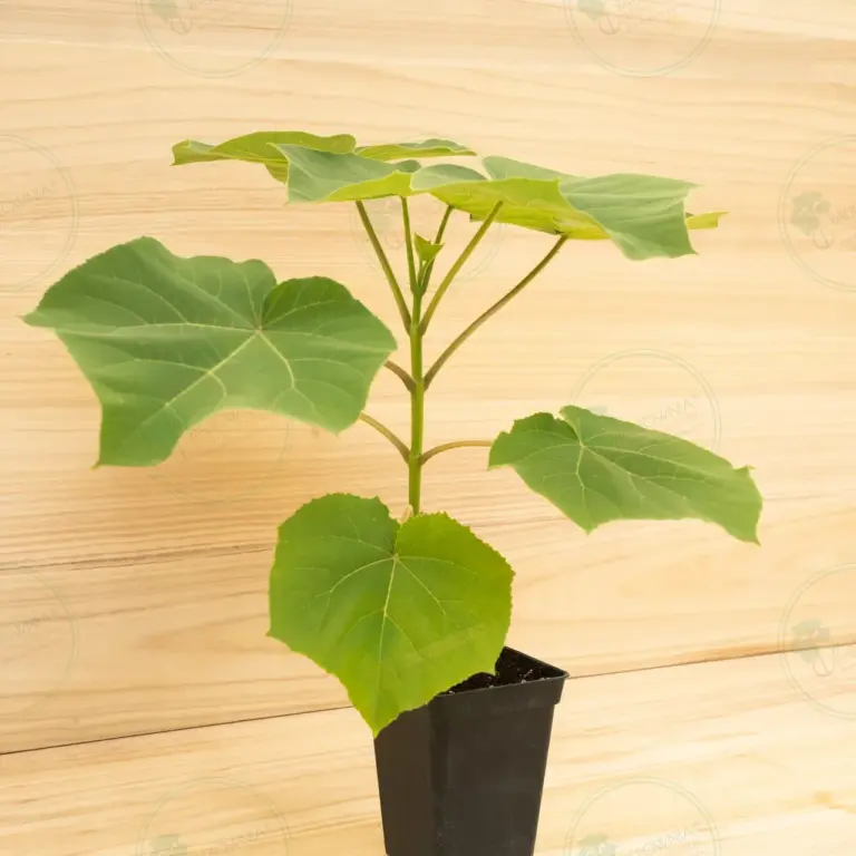 Paulownia Tomentosa – Pot 3.6 L