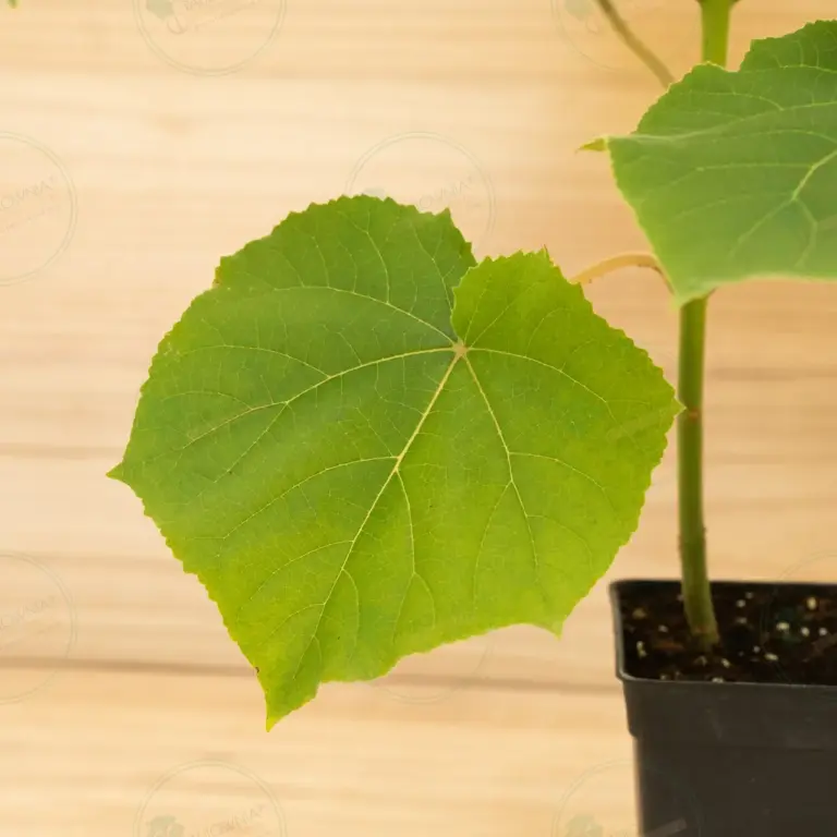 Paulownia Tomentosa – Pot 3.6 L