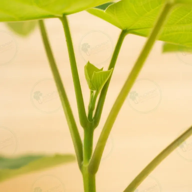 Paulownia Tomentosa – Pot 3.6 L