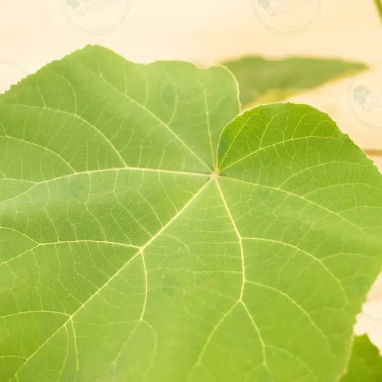 Paulownia Tomentosa – Pot 3.6 L