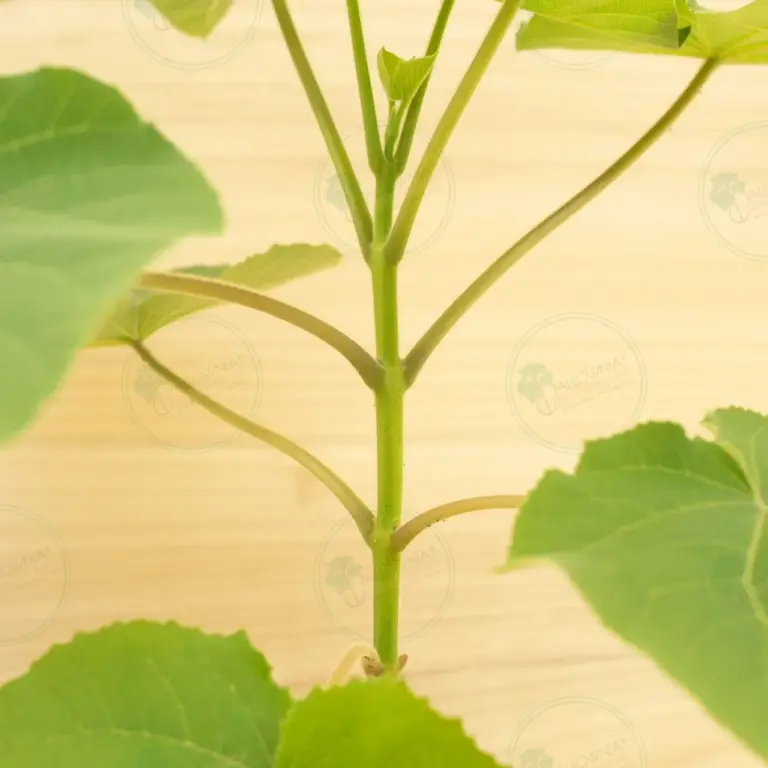 Paulownia Tomentosa – Pot 3.6 L