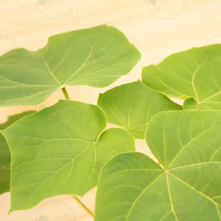 Paulownia Tomentosa – Pot 3.6 L
