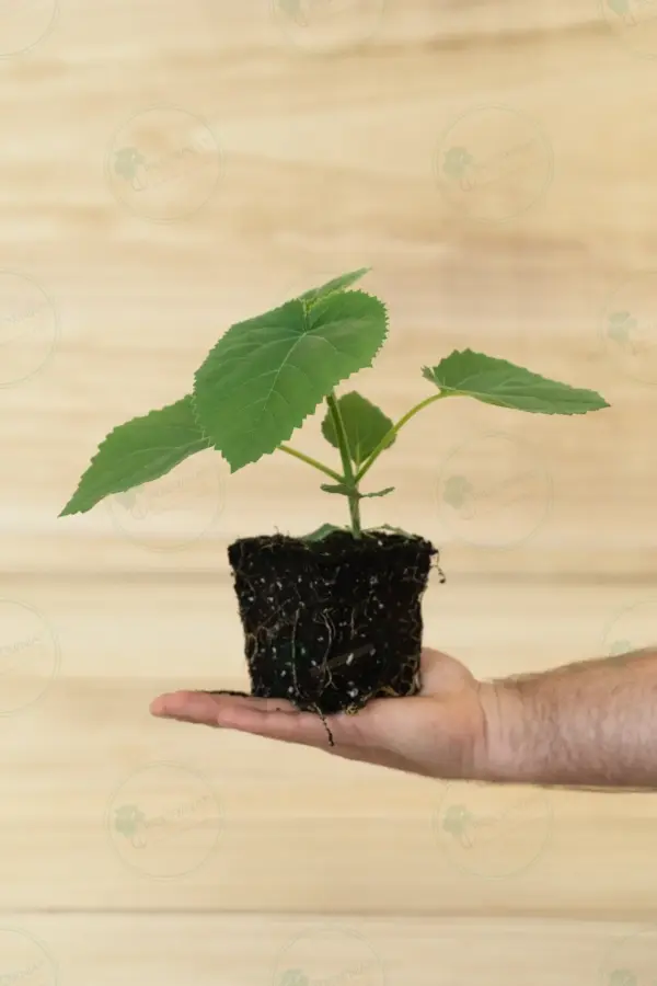 Paulownia Tomentosa – Stump in pot 600 ml