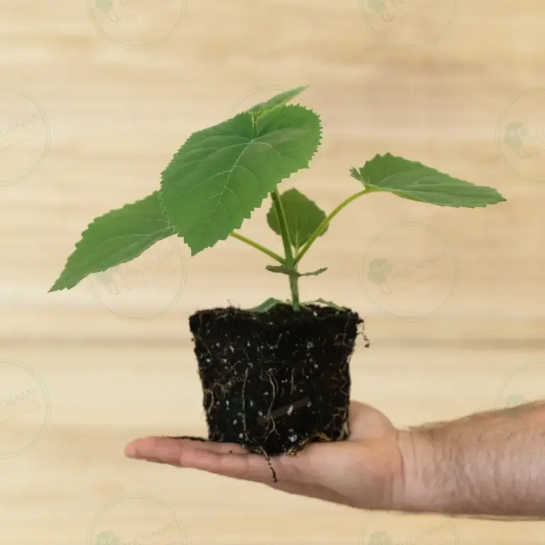 Paulownia Tomentosa – Stump Maceta 600 ml
