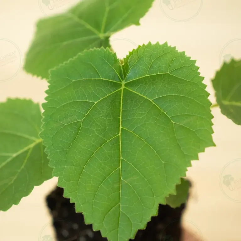 Paulownia Tomentosa – Stump Maceta 600 ml