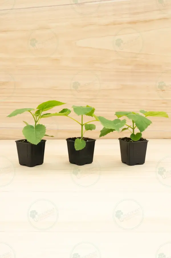 Paulownia Tomentosa – Pot 600 ml