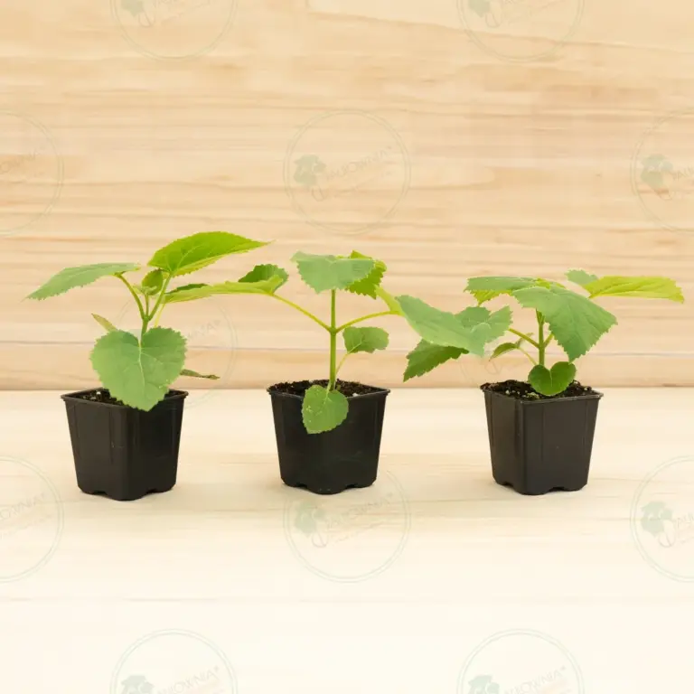 Paulownia Tomentosa – Pot 600 ml