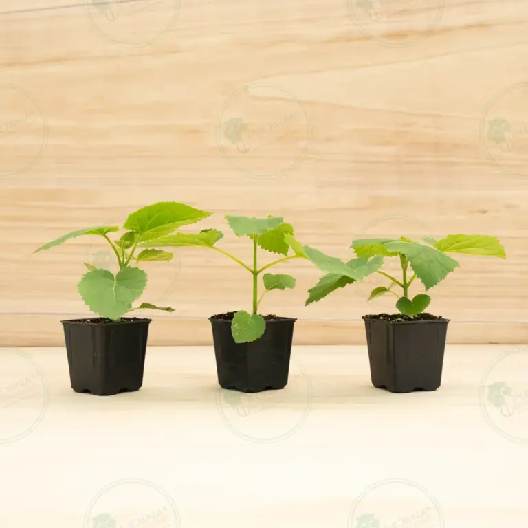 Paulownia Tomentosa – Pot 600 ml