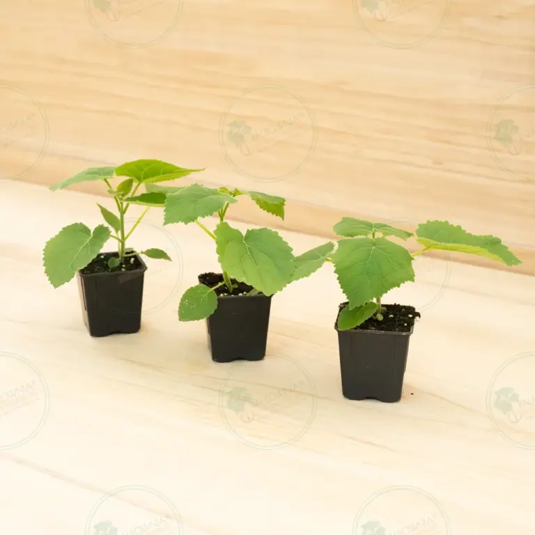 Paulownia Tomentosa – Pot 600 ml