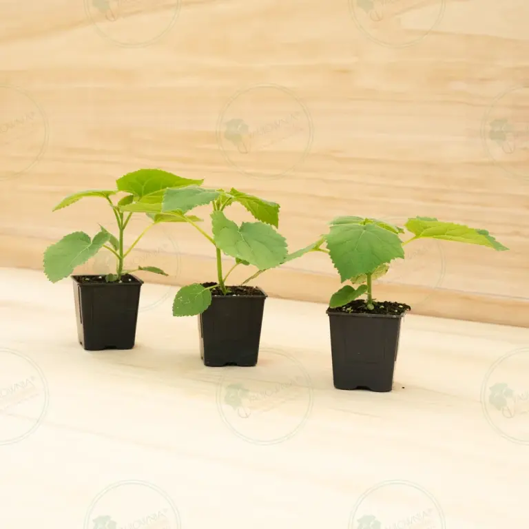 Paulownia Tomentosa – Pot 600 ml